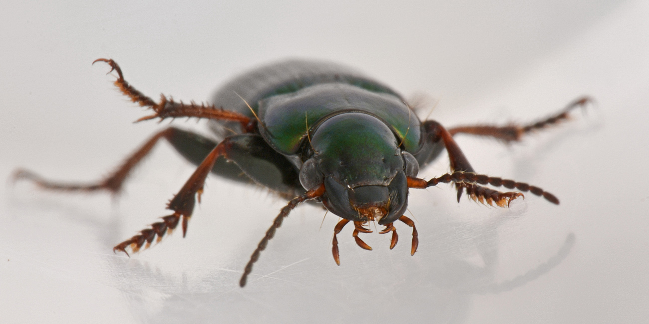 Carabidae: Harpalus honestus? No, Harpalus distinguendus